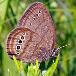 Mitchell's satyr butterfly, image courtesy of Wikimedia Commons